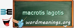 WordMeaning blackboard for macrotis lagotis